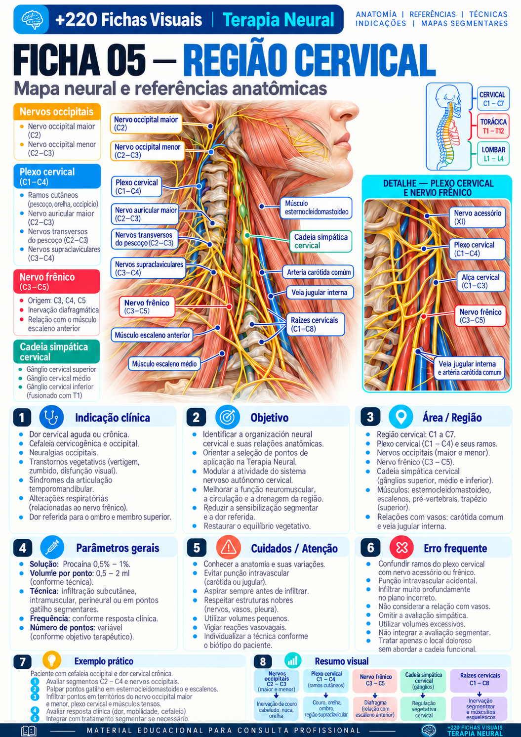 Cervical Region