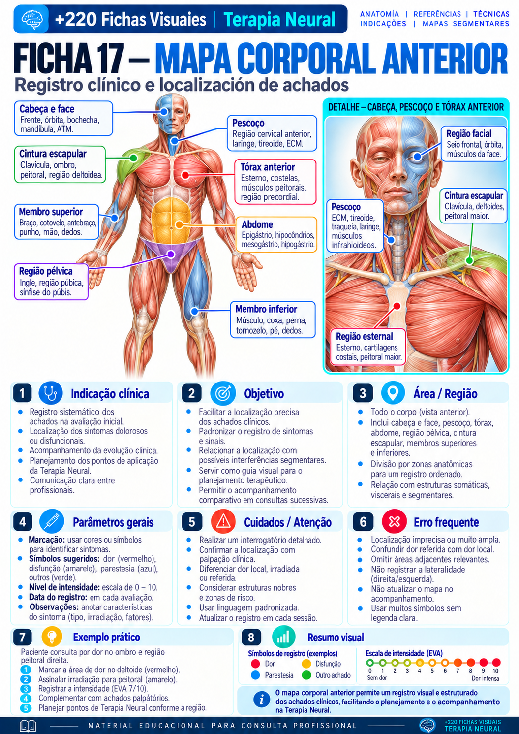 Anterior Body Map